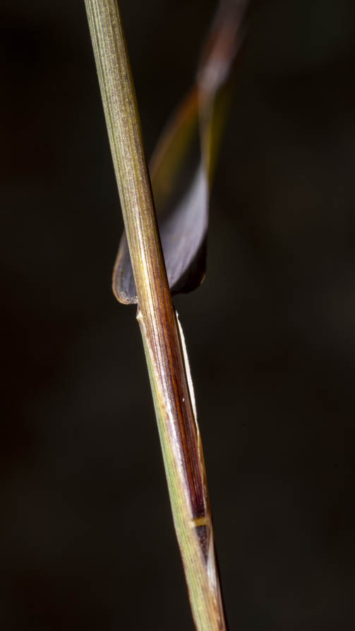 Poaceae in greto